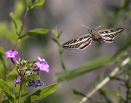 White Lined Sphinx Moth